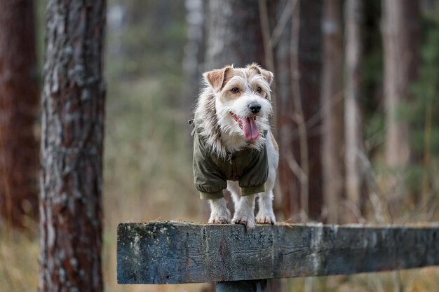 Jack Russell Terrier in a green coat stands on a sports equipment in a cynological town Dog on a wooden bridge against the backdrop of a forest
