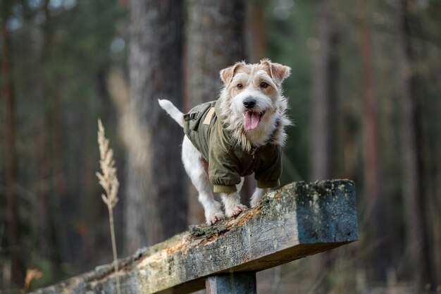 Jack Russell Terrier in a green coat stands on a sports equipment in a cynological town Dog on a wooden bridge against the backdrop of a forest