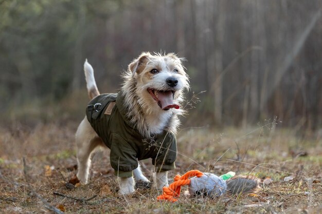 Jack russell terrier in a green jacket with a plush toy duck\
dog on the hunt in the background of the forest