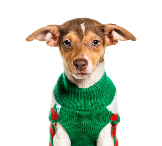 Jack Russell Terrier in green sweater against white background