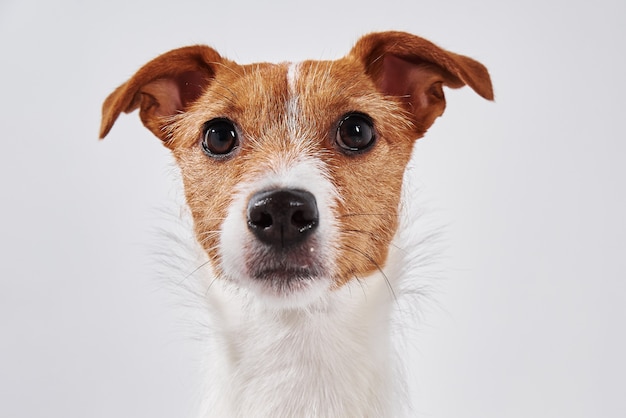 Jack Russell terrier hond camera kijken.