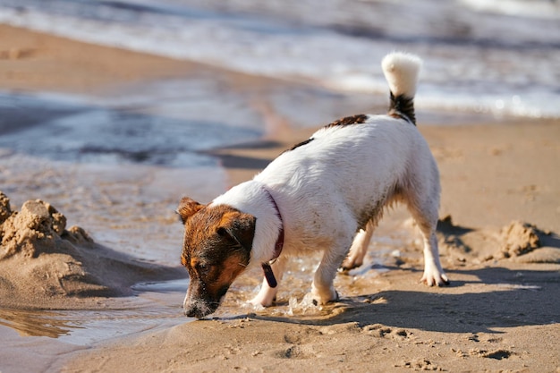 Jack Russell Terrier-hond die op zandstrand speelt Kleine Terriër-hond die pret aan zeekust heeft Leuk huisdier Jack Russell Terrier-hond in de zomerdag