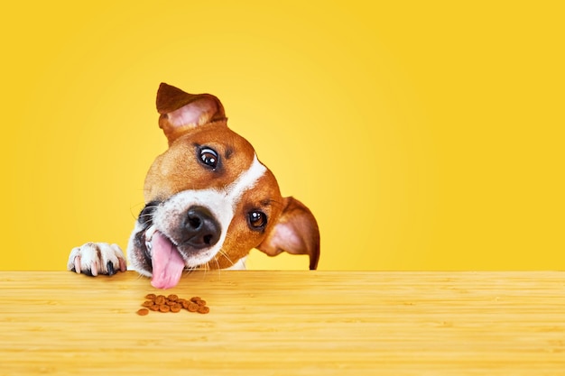 Jack Russell terrier hond eet maaltijd van een tafel