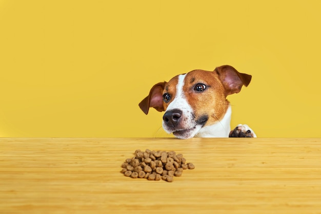 Jack Russell terrier hond eet maaltijd van een tafel