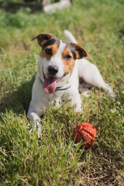 Jack Russell Terrier-hond ligt op het gras met een bal en kijkt naar de camera