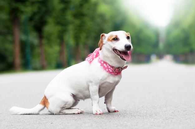 Jack Russell Terrier-hond loopt in het park