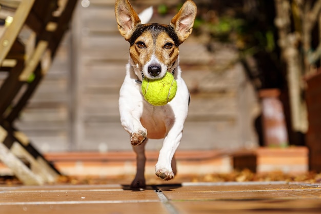 Jack russell terrier hond loopt naar camera met een tennisbal in zijn mond. behendigheidsspelletjes met het huisdier. spelen.