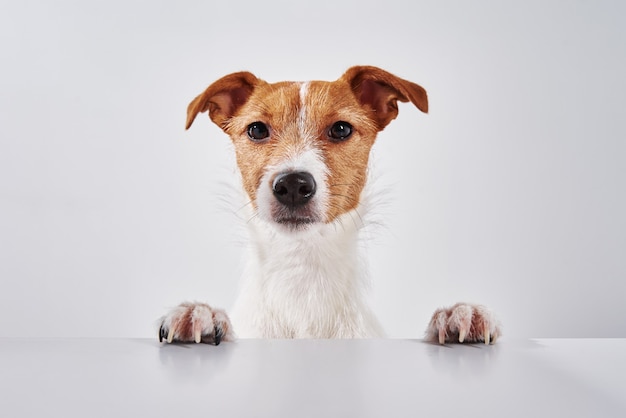 Jack Russell terrier hond met poten op tafel