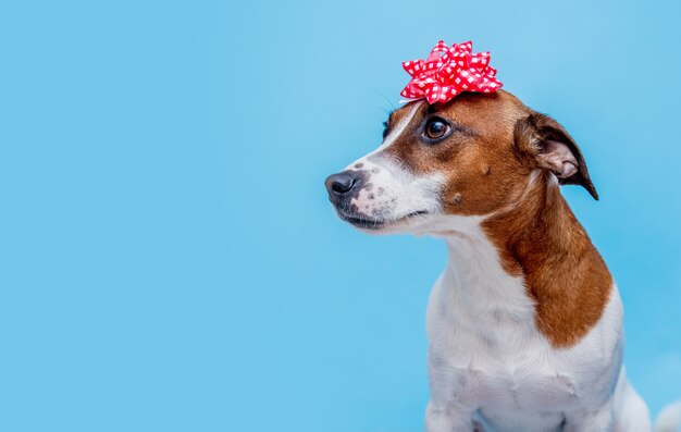 Jack Russell Terrier-hond met strik op blauwe muur.