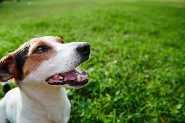 Jack Russell Terrier-hond op een achtergrond van groen gras