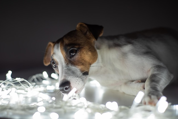 Jack russell terrier-hond op een slinger op kerstavond