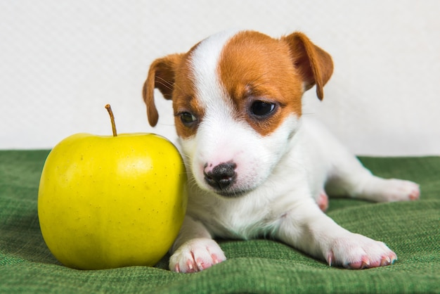 Jack Russell Terrier hond puppy en gele appel