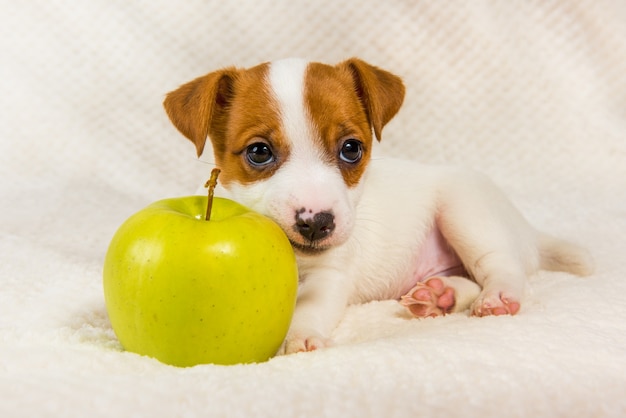 Jack Russell Terrier hond puppy en gele appel