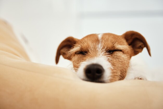 Jack Russell Terrier hond slaapt in bed