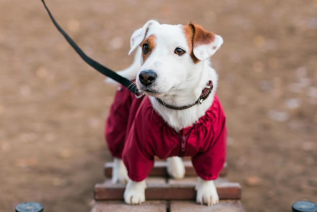 Jack russell terrier hond traint buiten in stadspark zone hond wandelgebied achtergrond huisdier levensstijl concept