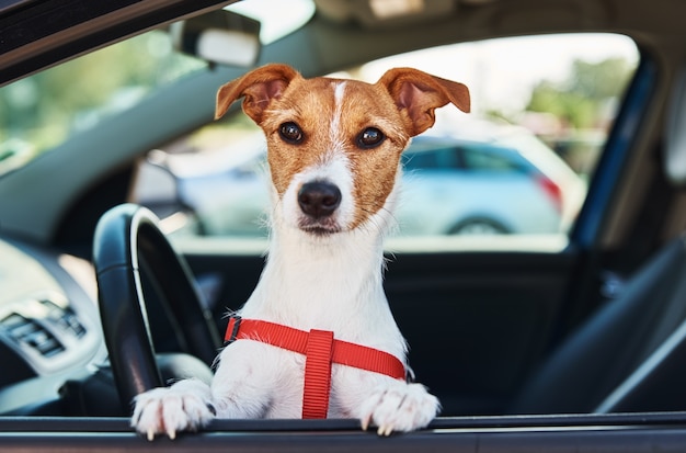 Jack russell Terrier-hond zit in de auto op bestuurderszit. Hond kijkt uit autoraam