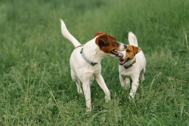 Jack Russell Terrier-honden in weide. Jack Russell Terrier-honden in de natuur.