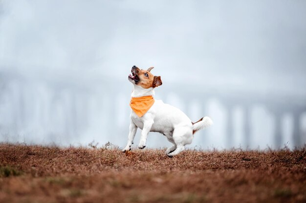 Jack russell terrier hondenras op een mistige herfstochtend. hond rennen. snelle hond buiten. huisdier in de