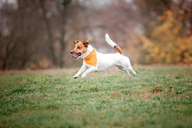 Jack Russell Terrier hondenras op een mistige herfstochtend. Hond rennen. Snelle hond buiten. Huisdier in de