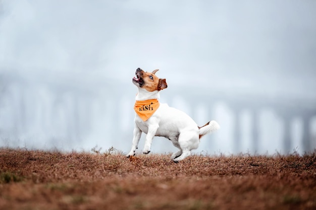 Foto jack russell terrier hondenras op een mistige herfstochtend. hond rennen. snelle hond buiten. huisdier in de