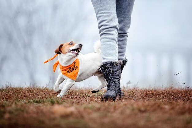Jack russell terrier hondenras op een mistige herfstochtend. hond rennen. snelle hond buiten. huisdier in de
