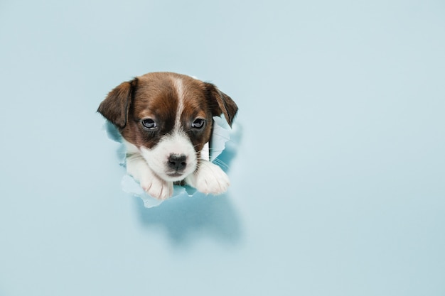 Jack russell terriër hondje varen, poseren geïsoleerd op blauwe muur. de liefde van het huisdier, grappig emotiesconcept. copyspace voor advertentie. leuk poseren. actief huisdier in beweging, actie.