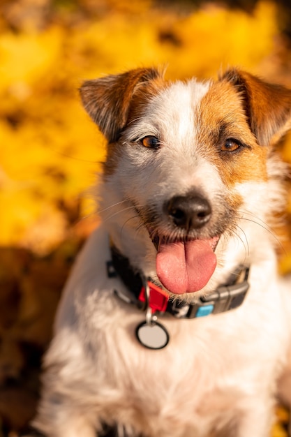 Jack russell Terriër hoofd close-up portret met smile