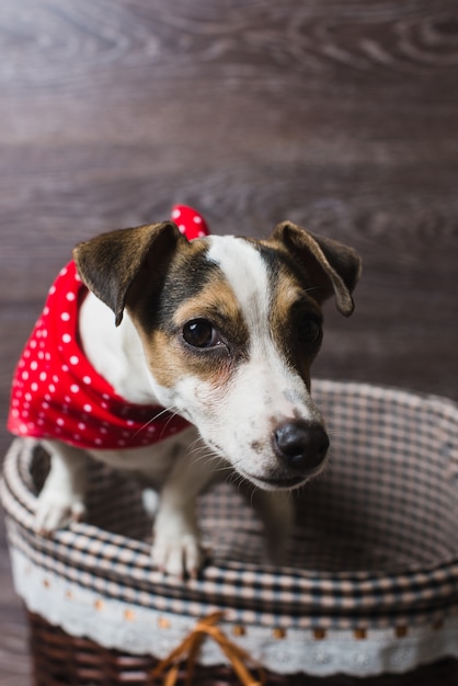 Jack Russell Terrier in bruine mand