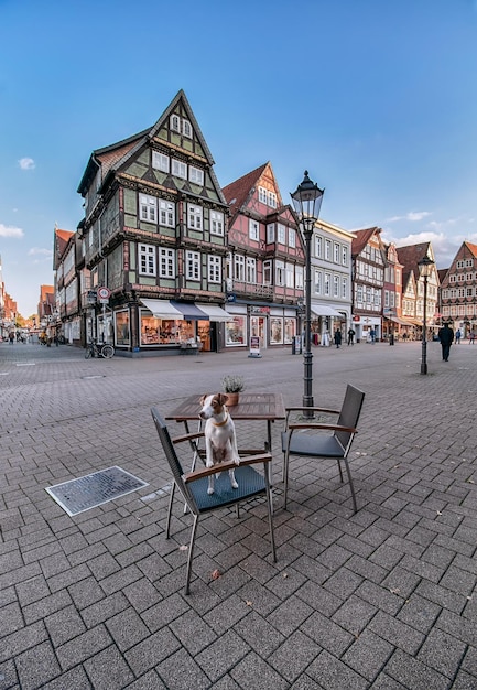 Jack russell terrier in Celle Duitsland