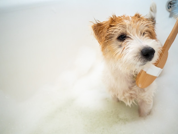 Jack Russell Terrier in de badkamer schoonmaken met een borstel.