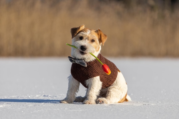 Jack Russell Terrier in een bruine gebreide trui baggert in de mond van een lentebloem Hond op ijs met een tulp op de achtergrond van het bos