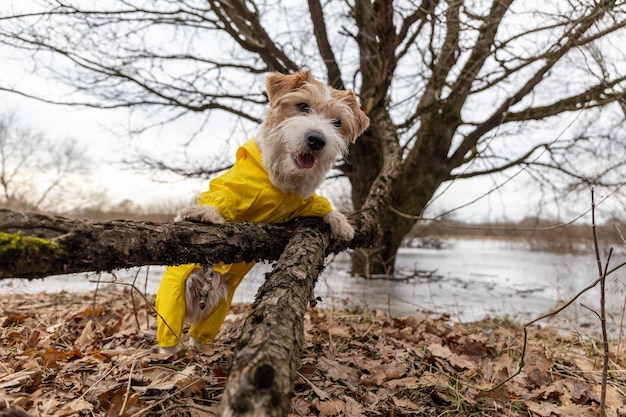 Jack Russell Terrier in een gele regenjas voor een wandeling De hond staat in het park bij de boom tegen de achtergrond van het meer Lente vuil weer