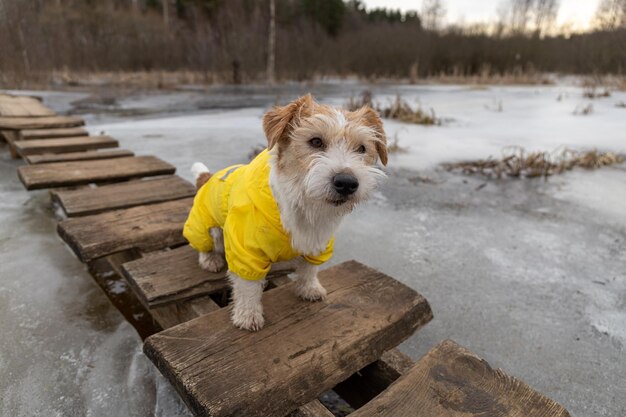 Jack Russell Terriër in een gele regenjas voor een wandeling De hond staat in het park op een houten brug tegen de achtergrond van bomen Lente vies regenachtig weer Avond zonsondergang