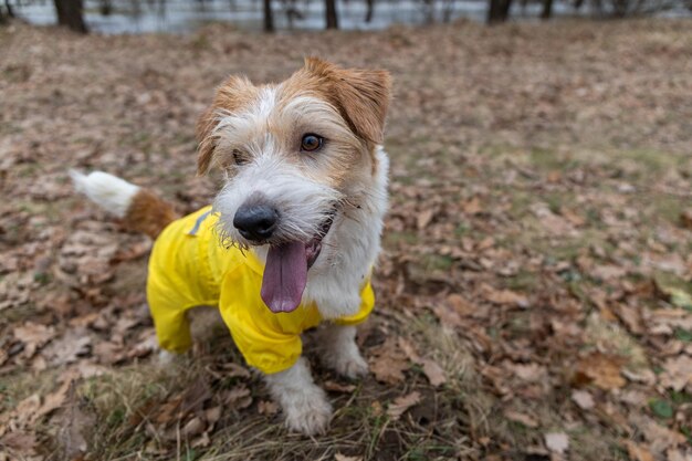 Jack Russell Terrier in een gele regenjas voor een wandeling De hond staat in het park tegen de achtergrond van bomen Lente vies regenachtig weer