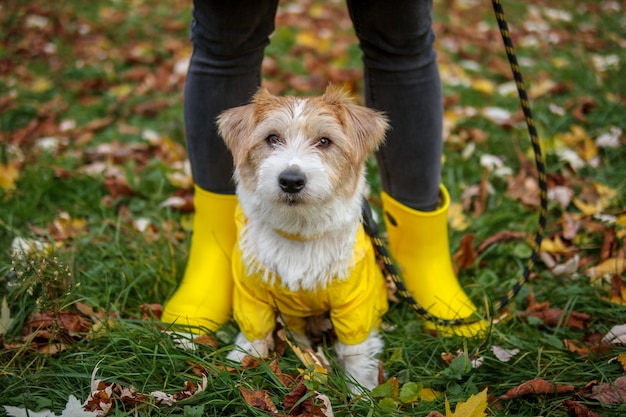 Jack Russell Terriër in een gele regenjas zit aan de benen van een meisje in een herfstpark