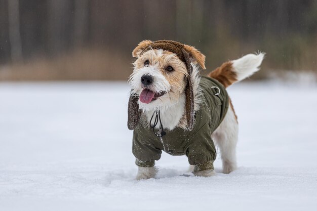 Jack Russell Terrier in een groen jasje Snowing Dog in het bos in de winter Achtergrond voor de inscriptie