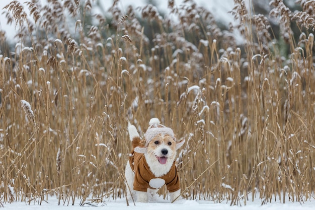 Jack Russell Terriër in een hoed met oorflappen en een bruin jasje staat in een struikgewas van riet in de winter Snowing Blur voor inscriptie