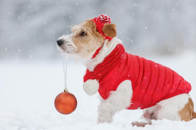 Jack Russell Terrier in een rode jas en hoed De hond houdt een kerstspeeltje in zijn mond Sneeuwt kerstconcept