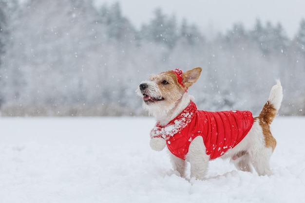 Jack Russell Terrier in een rood jasje, muts en sjaal staat in het bos Er is een sneeuwstorm op de achtergrond Kerstconcept