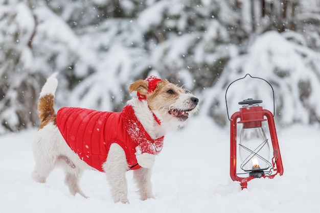 Jack Russell Terrier in een rood jasje, muts en sjaal staat naast een brandende kerosine-verlichtingslamp in het bos Er is een sneeuwstorm op de achtergrond Kerstconcept