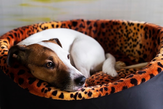 Jack Russell Terrier is sad in its place