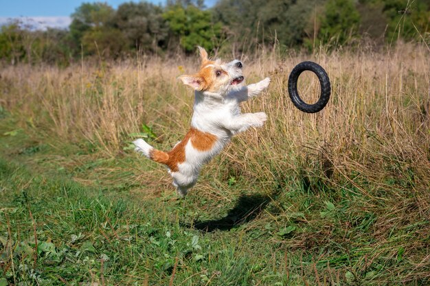 Jack russell terrier jumping behind a black rubber ring on the grass