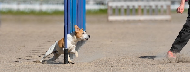 Jack Russell Terrier loopt op een behendigheidscursus