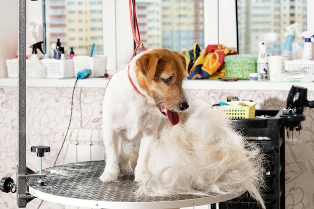 Jack Russell-terriër naast een geplukte stapel wollen haar na het trimmen op de trimtafel