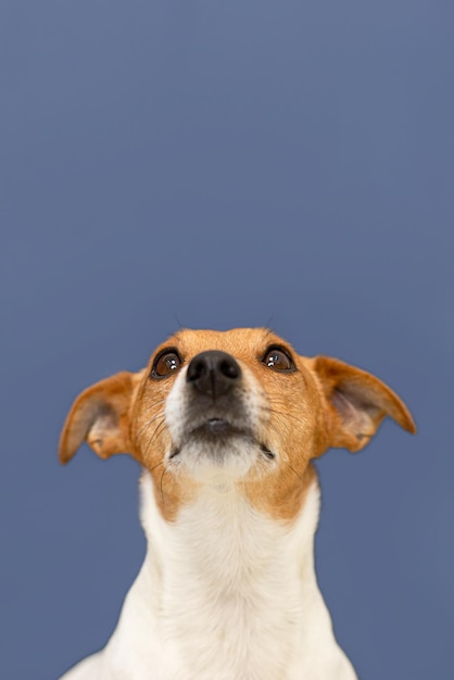 Jack Russell Terriër op een blauwe achtergrond Een volbloed hond Kopieer de ruimte