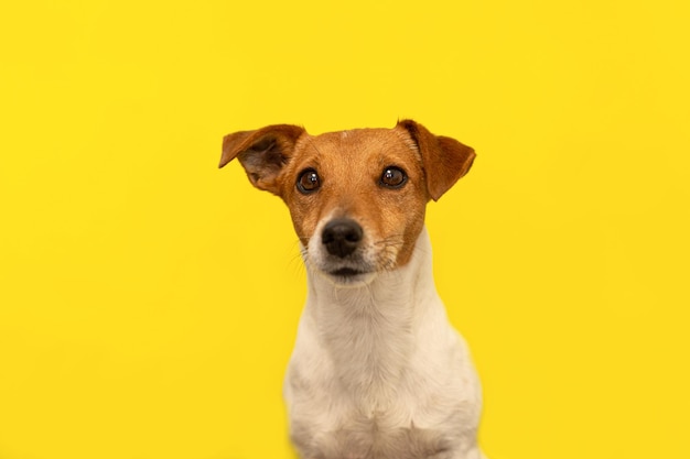 Jack Russell Terriër op een gele achtergrond Huisdieren Een volbloed hond Portret