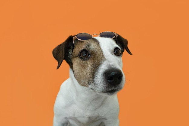 Джек-рассел-терьер на оранжевом фоне Портрет домашних животных Породистая собака в очках