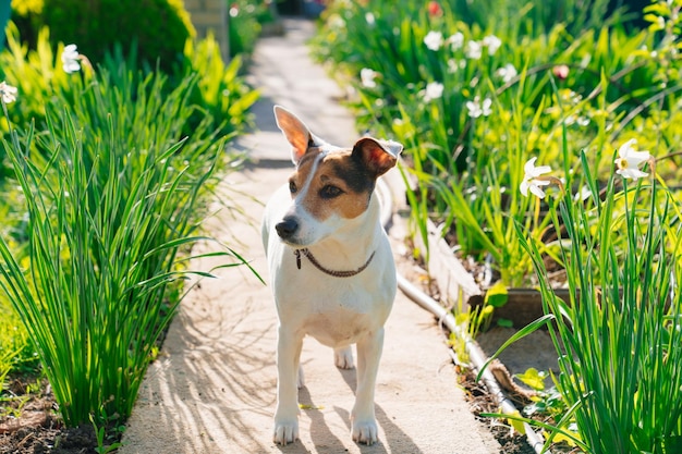 Jack russell terrier su un sentiero in giardino che cammina con i cani