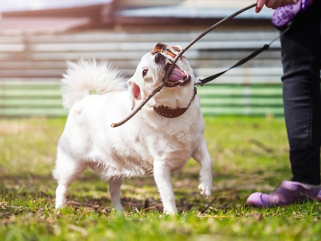 Jack Russell Terrier playing with a stick The concept of friendship pets