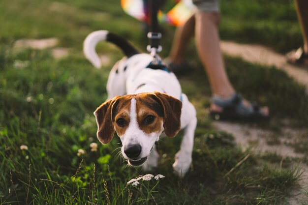 Jack Russell Terrier plays on grass closeup The concept of animals